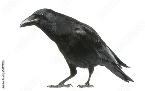Fotografía Carrion Crow with inquisitive look, Corvus corone, isolated