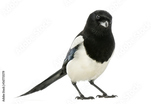 Cuadros en Lienzo Common Magpie looking at the camera, Pica pica, isolated