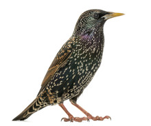 Side View Of A Common Starling, Sturnus Vulgaris, Isolated On Wh
