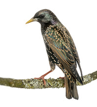 Rear View Of A Common Starling Perching On A Branch