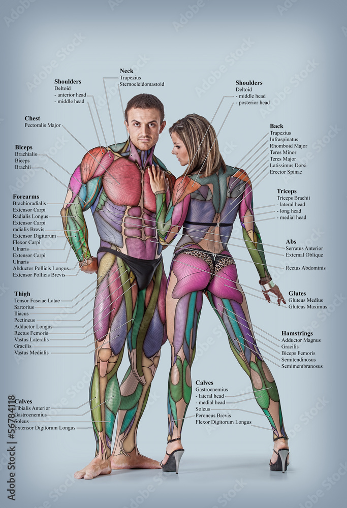 Chest Muscles Anatomy Woman - The pectoralis major muscles (also known