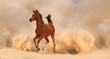 Arabian horse running out of the Desert Storm