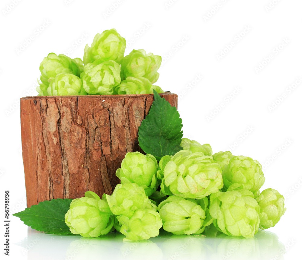 Fresh green hops in wooden vase, isolated on white