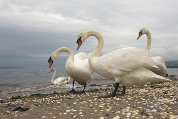 Wall Mural - Mute swan, Cygnus olor