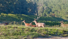Red Deer With Herd Walk To Forest