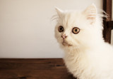 Fototapeta Koty - Adorable kitten