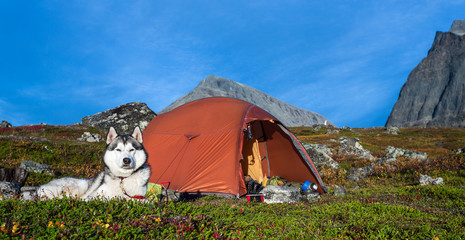 Wall Mural - siberian husky and tent