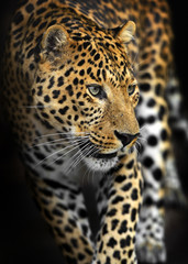 Wall Mural - Amur Leopard