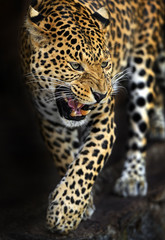 Wall Mural - amur leopard