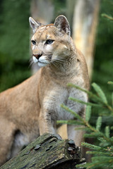 Wall Mural - puma