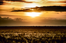 Evening Wheat Field. Summer Landscape