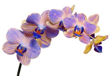 Blue And Yellow Orchid Branch On White