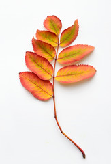 yellow leaves of a mountain ash