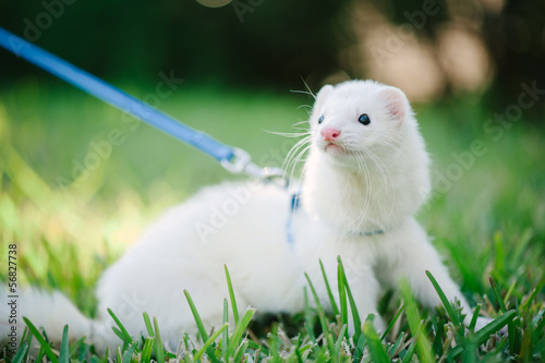 Fotografering A white domestic ferret taking a walk on a leash in the green gr