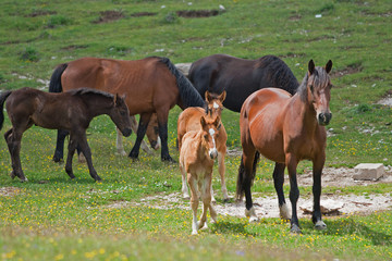 Fotoroleta dziki dziki koń ssak koń góra