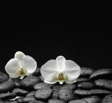Fototapeta Desenie - beautiful orchid on beach stones background