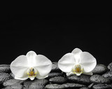 Fototapeta Desenie - Two beautiful orchid on pebble in water drops