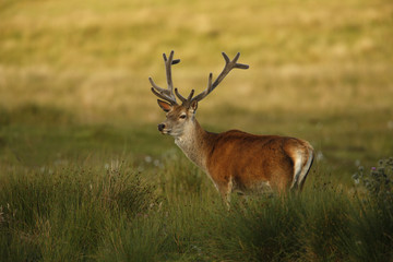 Canvas Print - Red deer, Cervus elaphus