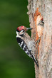 Lesser spotted woodpecker feeding chick at its nest