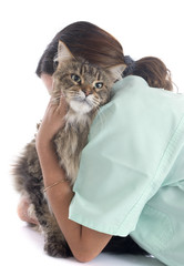 maine coon cat an vet