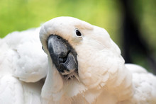 White Parrot