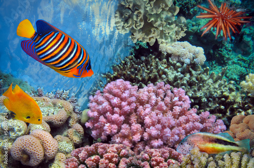 Fototapeta na wymiar Underwater shoot of vivid coral reef with a fishes