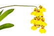 Orchidea (Oncidium)