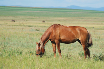 Grazing horse