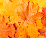 Fototapeta Dmuchawce - Background group autumn orange leaves. Outdoor.