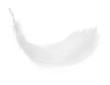 Feather, isolated on the white background.