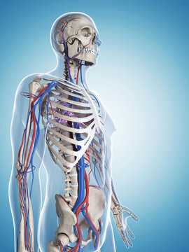  illustration of the male skeleton and vascular system