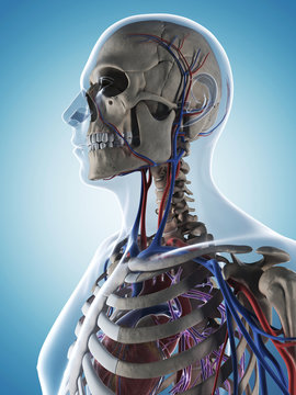  illustration of the male skeleton and vascular system