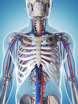  illustration of the male skeleton and vascular system