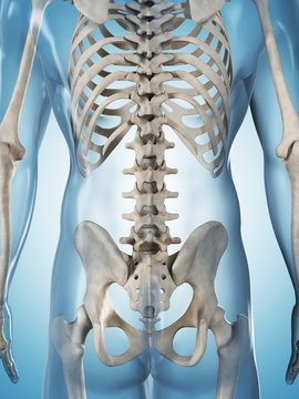 3d rendered illustration of the male skeleton