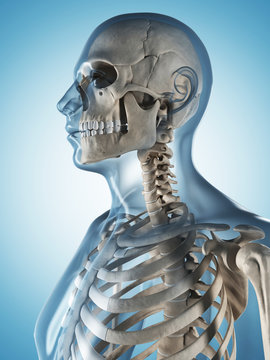 3d rendered illustration of the male skeleton