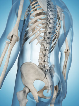 3d rendered illustration of the male skeleton