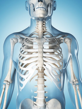 3d rendered illustration of the male skeleton