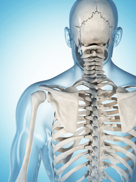 3d rendered illustration of the male skeleton