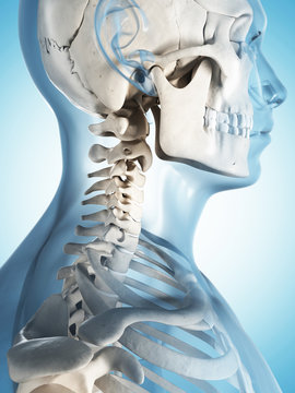 3d rendered illustration of the male skeleton