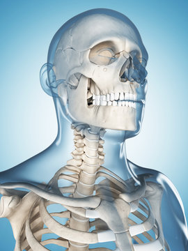 3d rendered illustration of the male skeleton
