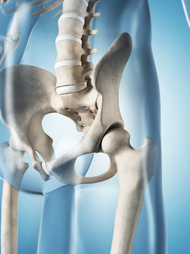 3d rendered illustration of the male skeleton