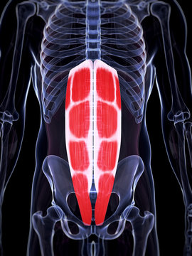 3d rendered illustration of the abdominal muscles