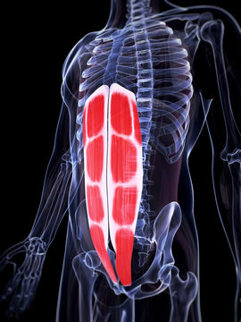 3d rendered illustration of the abdominal muscles
