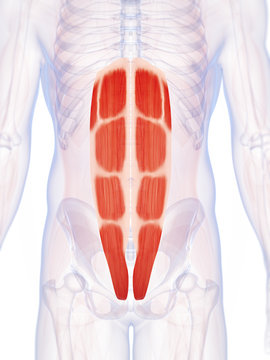 3d rendered illustration of the abdominal muscles