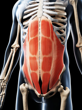 3d rendered illustration of the abdominal muscles