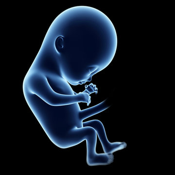 3d rendered illustration of a fetus, month 4