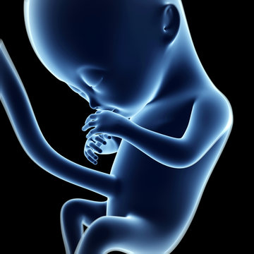 3d rendered illustration of a fetus, month 4