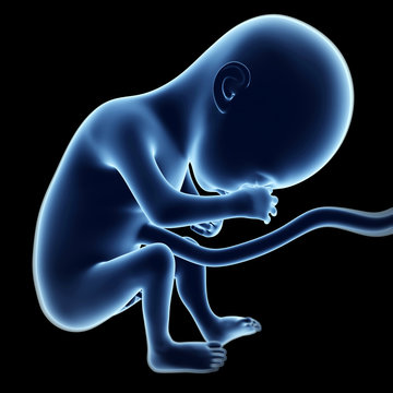 3d rendered illustration of a fetus, month 6