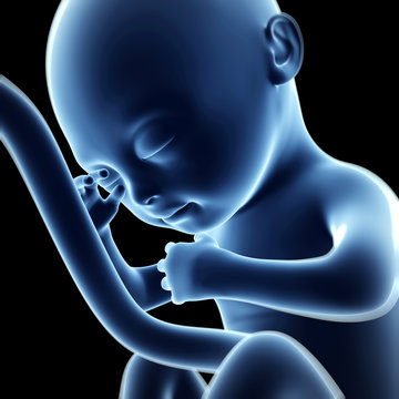 3d rendered illustration of a fetus, month 6