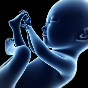 3d rendered illustration of a fetus, month 7